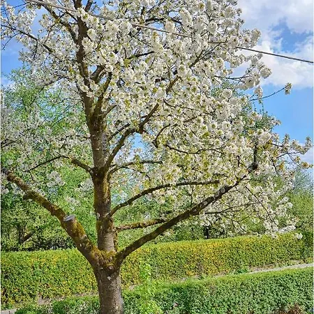 Southwest 2 Semi-basement Lejlighed *